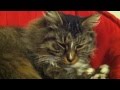 Pinback - Talby [Music Video]