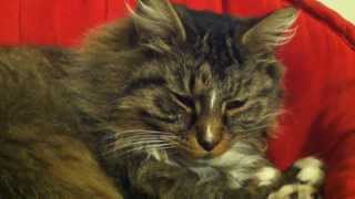 Pinback - Talby [Music Video]