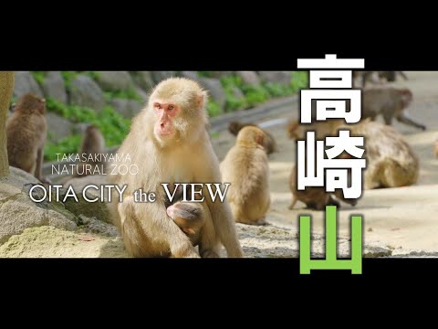 【OITA CITY -the VIEW-】高崎山第1号赤ちゃんザル「デコピン」・高崎山セラピーロード（4K）