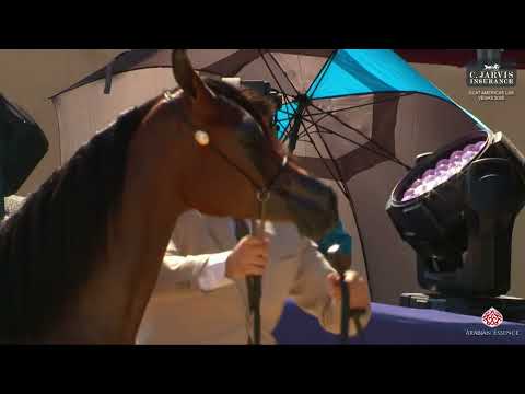 N 3 GENESIS AS   GCAT Americas Las Vegas 2025   Yearling Fillies A Class 1A