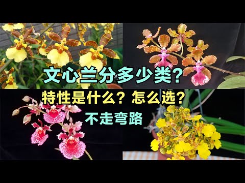 文心蘭品種