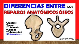 🥇 ANATOMICAL BONE REPAIRS - Details, differences.