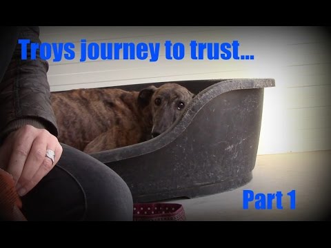 Training with scared Galgo Troy - Part 1