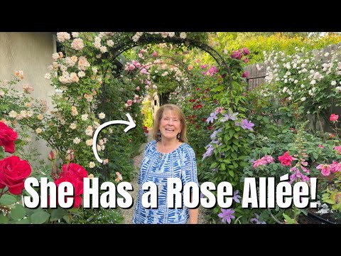 There are Over 300 Roses in this STUNNING 1/4 Acre Garden! 🌹 An Incredible Rose Garden Tour