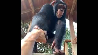 Download lagu Ape help ape #chimp Kody Antle #shorts mp3