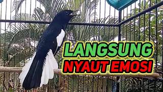 Download lagu suara burung kacer gacr ngepl0ng dijamin ampuh buat mancing kacer malas bunyi mp3 Download lagu suara burung kacer gacr ngepl0ng dijamin ampuh buat mancing kacer malas bunyi mp3