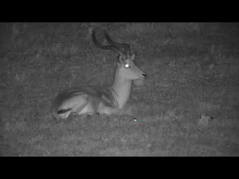 Djuma: Impala ram resting and ruminating - 22:31 - 11/18/21