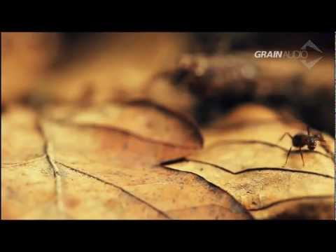 Raumakustik - Loving The Trees [official video]