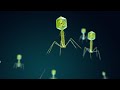 Bacteriophages Under Microscope Bacteriophage Models