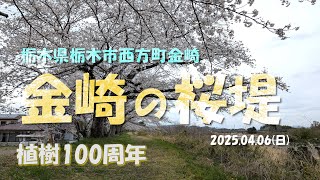 【VLOG】《金崎の桜堤》植樹100周年 栃木県栃木市西方町金崎 2025.04.06