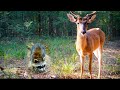 1 5 HOURS Of Relaxing Trail Camera Videos Deer Coyotes Wild Boar