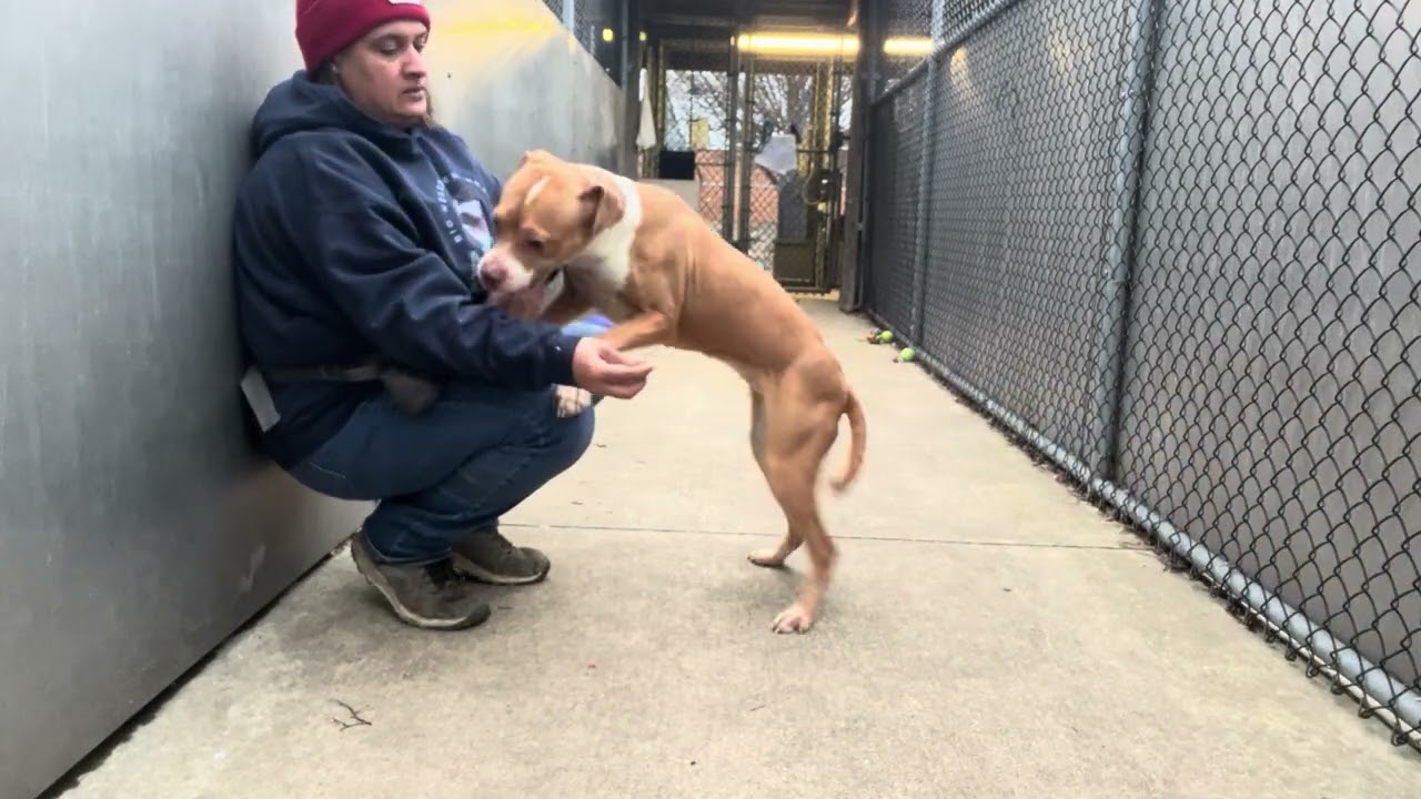 Enlarge Daisy, a ADOPTABLE Pit Bull Terrier in Chicago, IL video 5/5