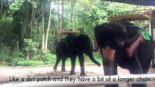 Alesha Dixon undercover with us at an elephant show