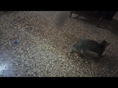 Cat  playing with bottle cap😺😺😺