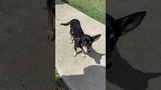 Video preview image #1 Chiweenie Puppy For Sale in San Antonio, TX, USA