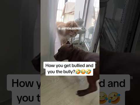 the bully gets bullied🤣#funny #cat #dog #catshorts #dogshorts #americanbully #istanbul #gohard #ique