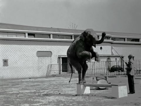 Een bezoek aan de nieuwe Diergaarde Blijdorp in 1941
