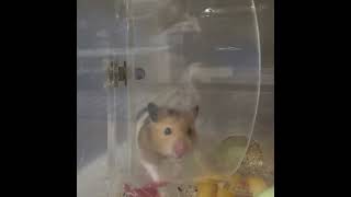 보들이는 쳇바퀴에 진심