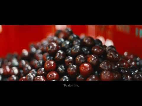 The family-run tradition of the Picota Cherry