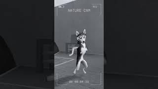 Download lagu If you hear a fart.. RUN 😰 #roblox #mm2 #murdermystery2 #shorts mp3 Download lagu If you hear a fart.. RUN 😰 #roblox #mm2 #murdermystery2 #shorts mp3