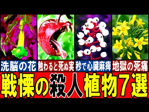 アンブロシア:危険なアレルギー植物 植物
