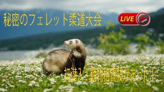 面白い 可愛い フェレット柔道大会 前代未聞の動物格闘技が存在した