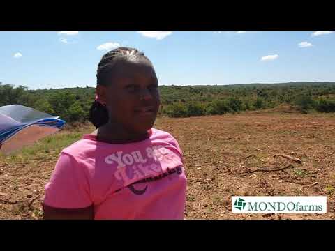 How we started our first pine tree plantation in Chongwe Zambia