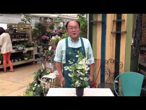 6月の花には何を植えますか