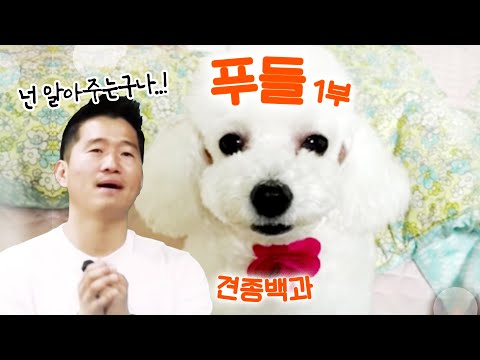 푸들 편｜견종백과