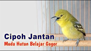 Download lagu Cipoh Jantan Muda Hutan Belajar Gacor mp3