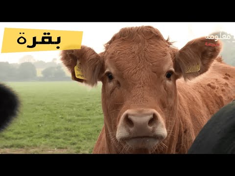 اصوات و اسماء حيوانات المزرعة | اصوات الحيوانات لـ أطفال الروضة والمدرسة farm animals