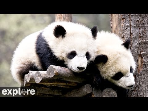 Видео: Панды здесь!