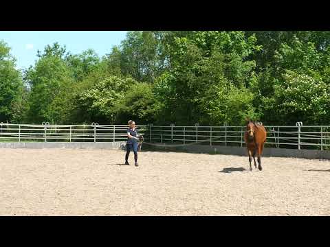 Trakehner Stute "Kianga" v. Mount Etna xx - Stradivari - Inschallah AA