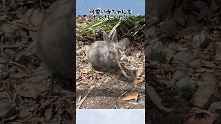 うさぎ島（大久野島）行ってきたよ #うさぎ #rabbit #大久野島のうさぎさん #かわいい #癒し