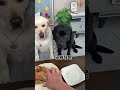 Dog: i am not fool man, you are the dog, There is a stupid dog at home Cute pet debut plan The dog's
