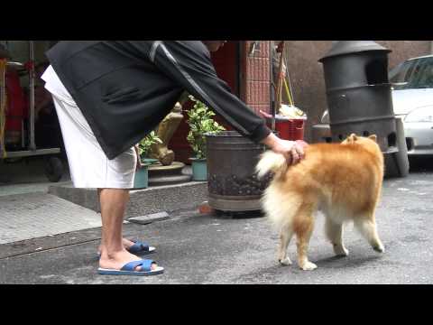 阿KEN跟他的狗朋友(原發表者:KEN家)(影片)