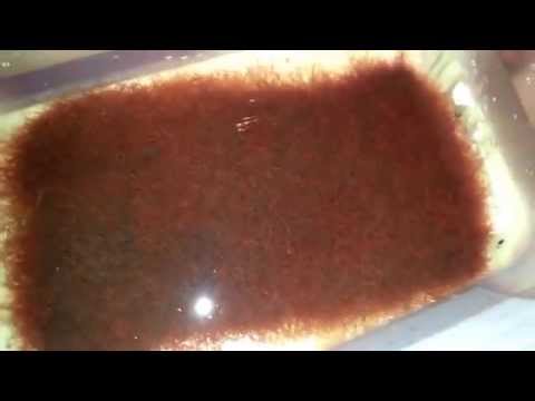 Black worms and Tubiflex worms live culture fish food