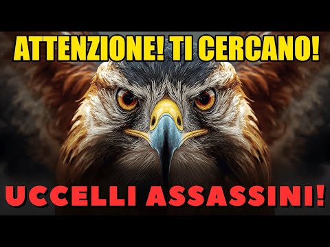 ATTENZIONE! TI STANNO CERCANDO! I 7 UCCELLI PREDATORI che ATTACCANO GLI UOMINI!