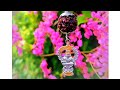 Sabarimalai Swami Ayyappan WhatsApp Status In Tamil Ayyappa Devasthanam Swamiye Saranam Ayyappa