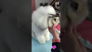 Trimming a dogs fringe