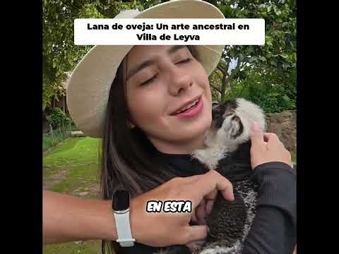 Villa de Leyva: Tour de Esquile de Ovejas y Lana #shorts