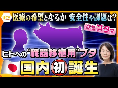 臓器移植:研究者らはショックを受ける – 恐ろしい副作用が発見される