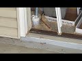 Yellow Jackets Take Over Balcony Closet in South Plainfiield, NJ