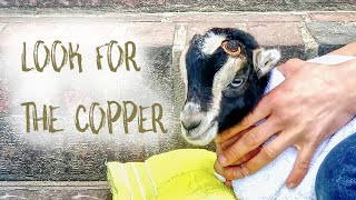 How To Disbud Baby Goats with A Hot Iron