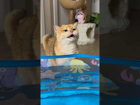 Nika wanted to swim in the pool like me… #cat #cats