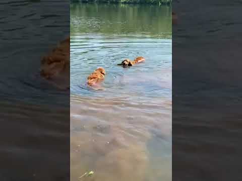 Nolen and Sophie loved being in the lake.