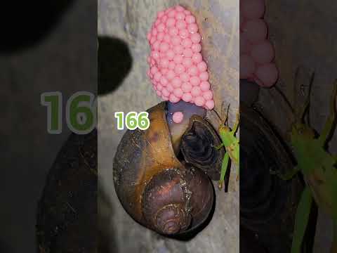 close up of golden apple snail laying eggs