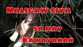 May naligaw na Tuta||Tunog ng Ibon sa malapit😱