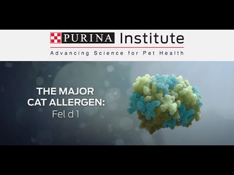 The Major Cat Allergen: Fel d 1