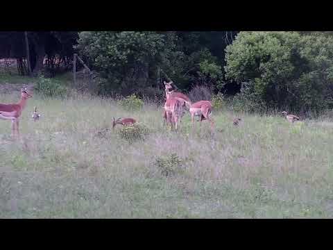 Djuma: Impalas with babies - 16:29 - 11/22/2022